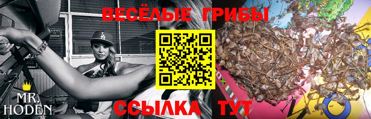 Псилоцибиновые грибы GOLDEN TEACHER Дербент