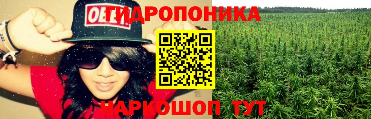 Шишки марихуана планчик Дербент